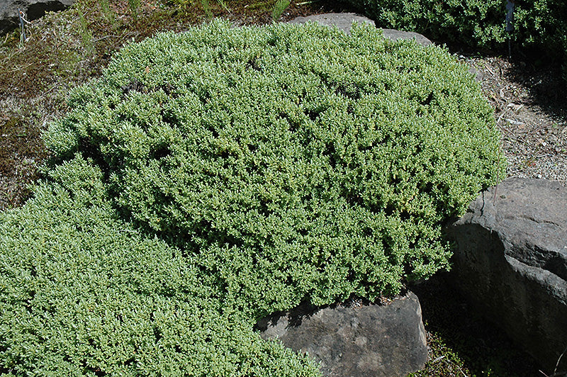 Hebe 'Sutherlandii'