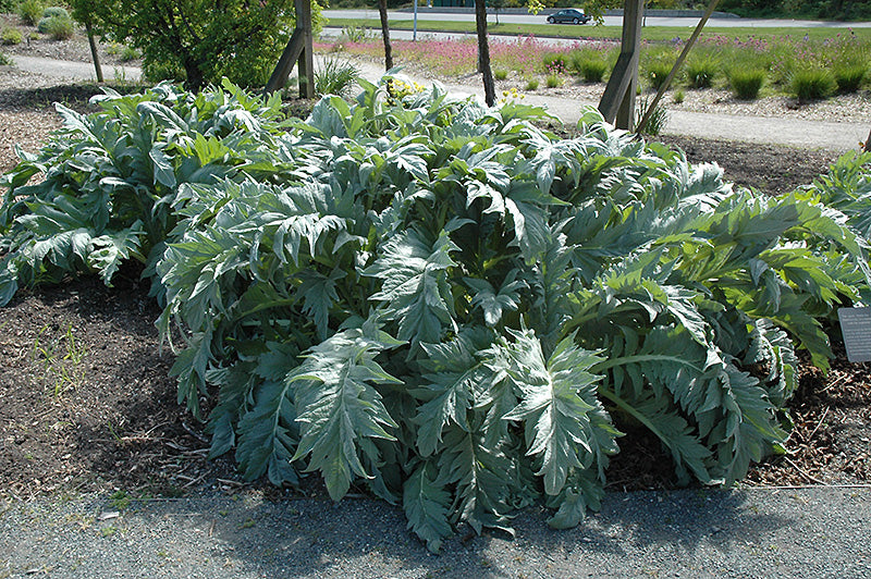 Cynara cardunculus