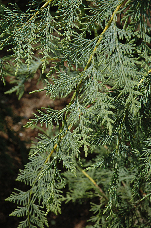 Cupressocyparis x leylandii 'Naylor's Blue'
