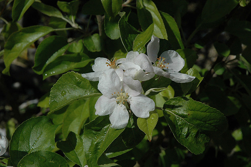 Apple - Malus 'Chehalis'