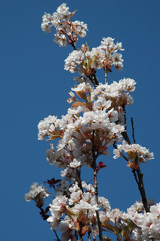 Prunus serrulata 'Amanogawa'