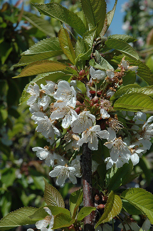 Cherry - Prunus avium 'Sam'