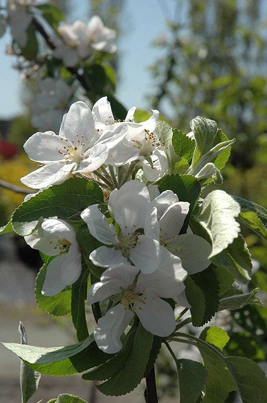 Apple - Malus 'Cortland'