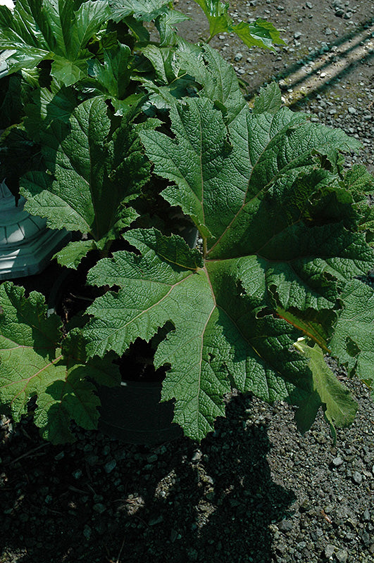 Gunnera manicata