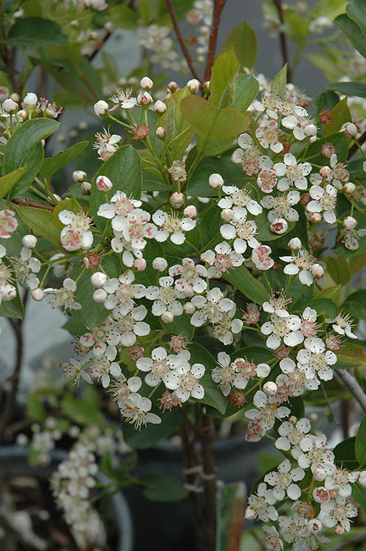Aronia melanocarpa 'Viking'