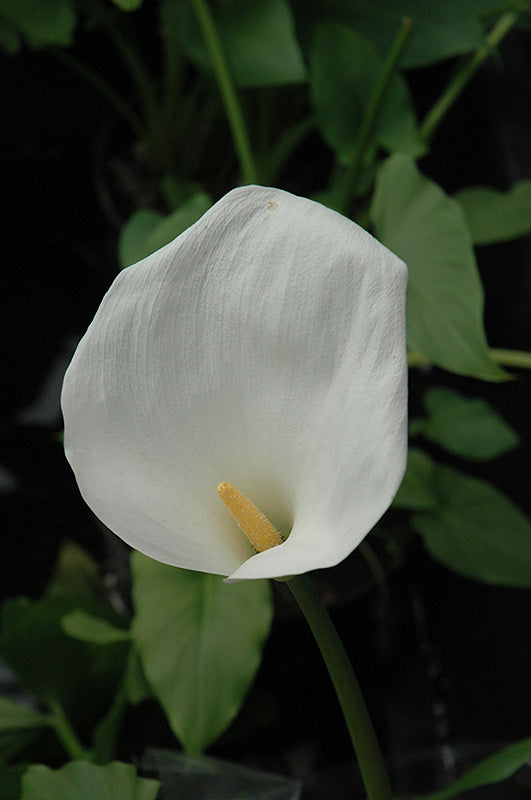 Zantedeschia aethiopica