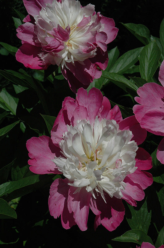 Paeonia lactiflora 'Gay Paree'