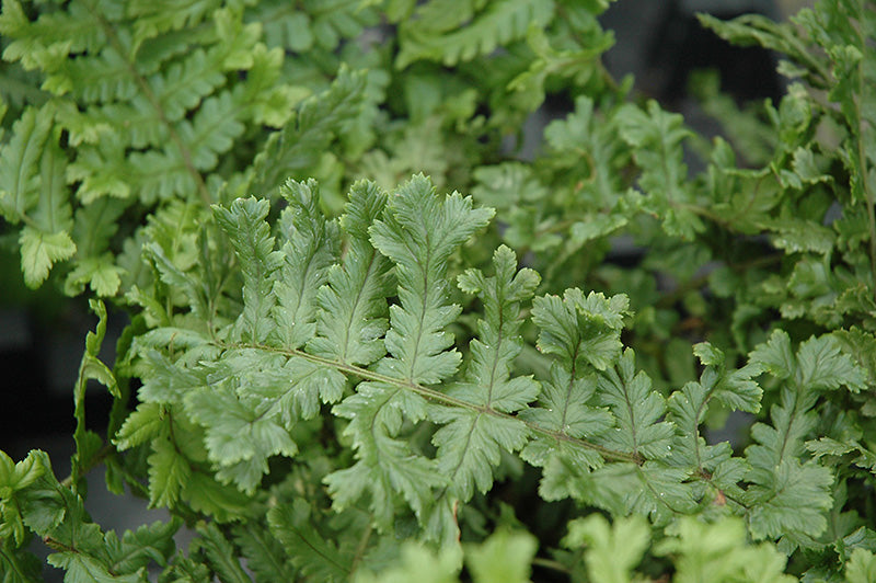 Dryopteris affinis cristata 'The King'