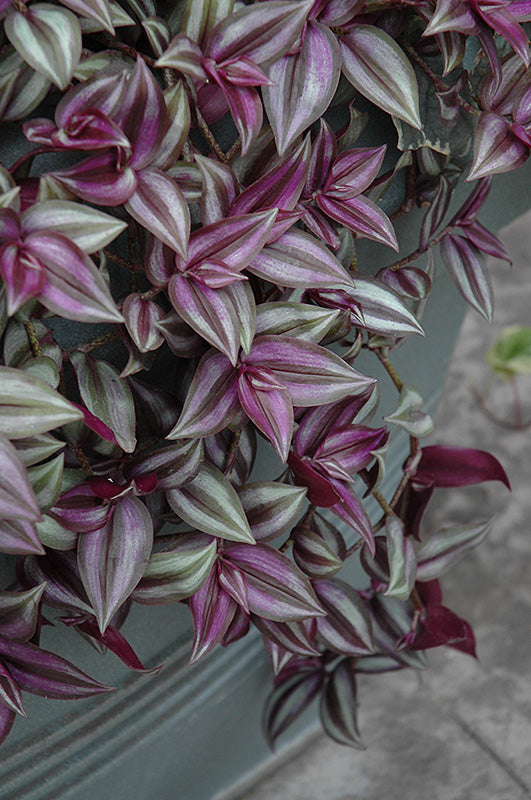 Tradescantia zebina