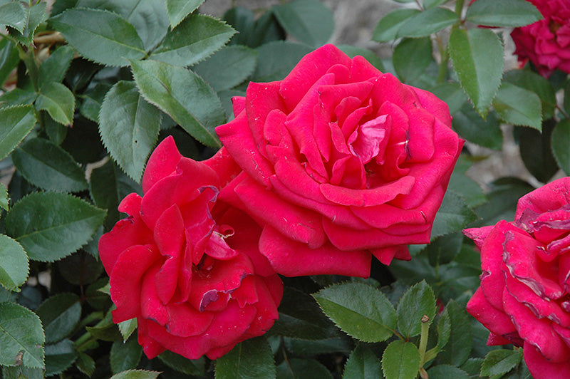 Rosa 'Lasting Love'