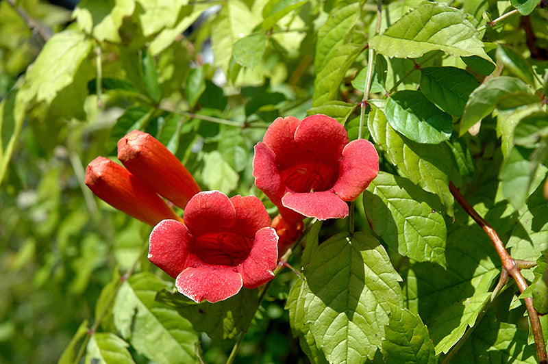 Campsis x tagliabuana 'Madame Galen'