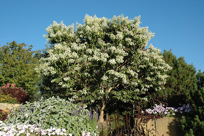 Heptacodium miconioides