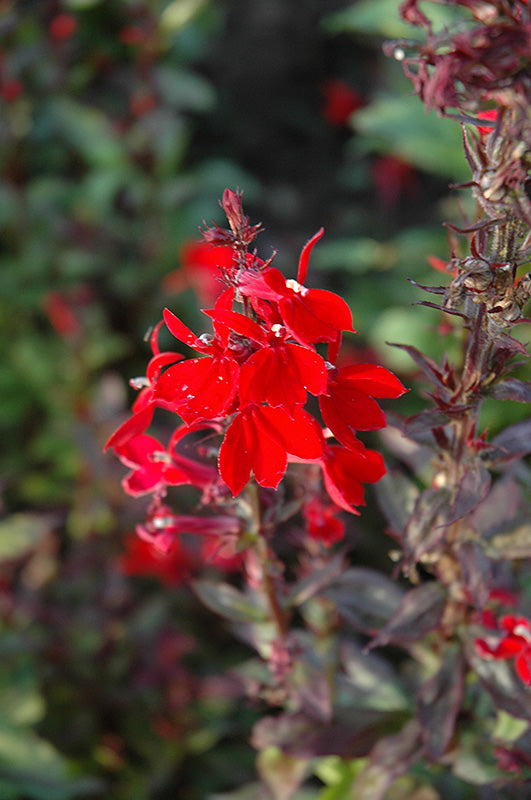 Lobelia cardinalis 'Queen Victoria'