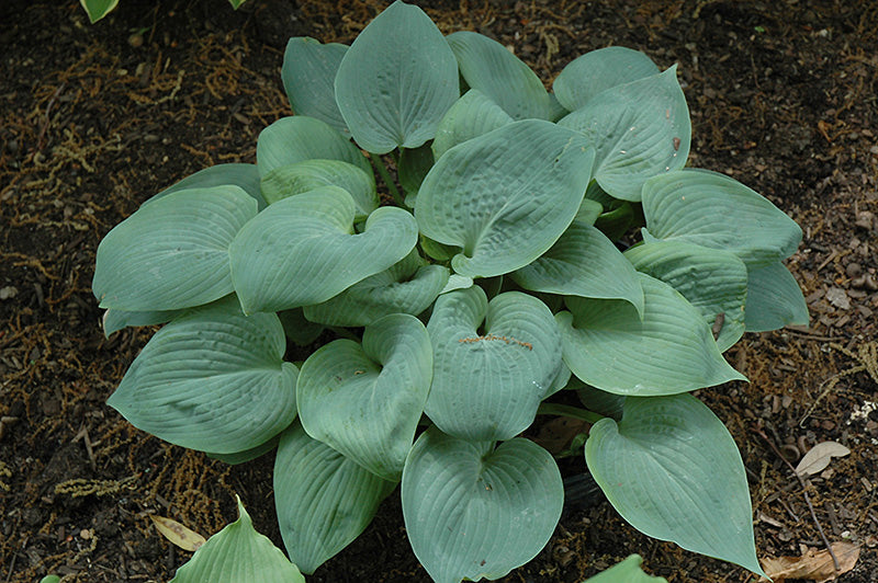 Hosta 'Bressingham Blue'