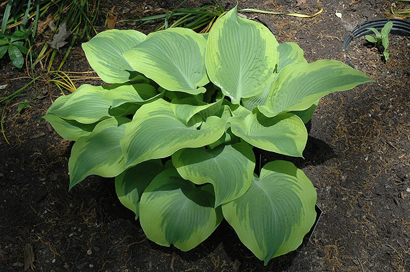 Hosta 'Climax'