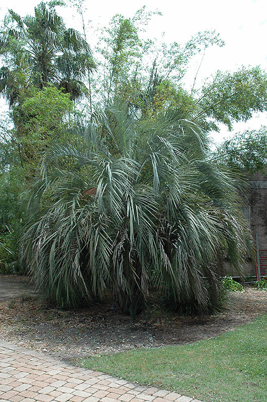 Butia odorata
