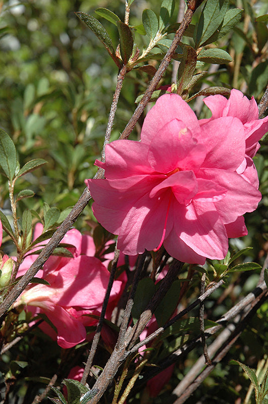 Azalea 'McCrantha Pink'