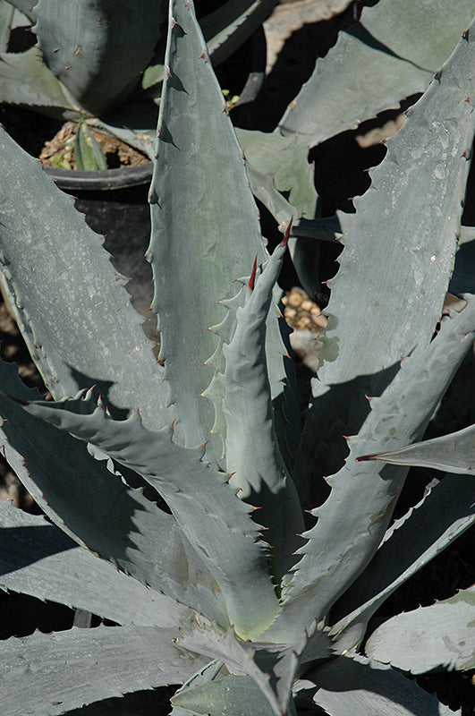 Agave Americana subsp proto americana