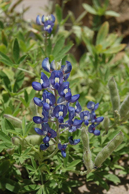 Lupine - Texas Bluebonnet