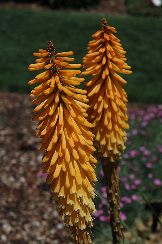 Kniphofia 'Echo Mango'