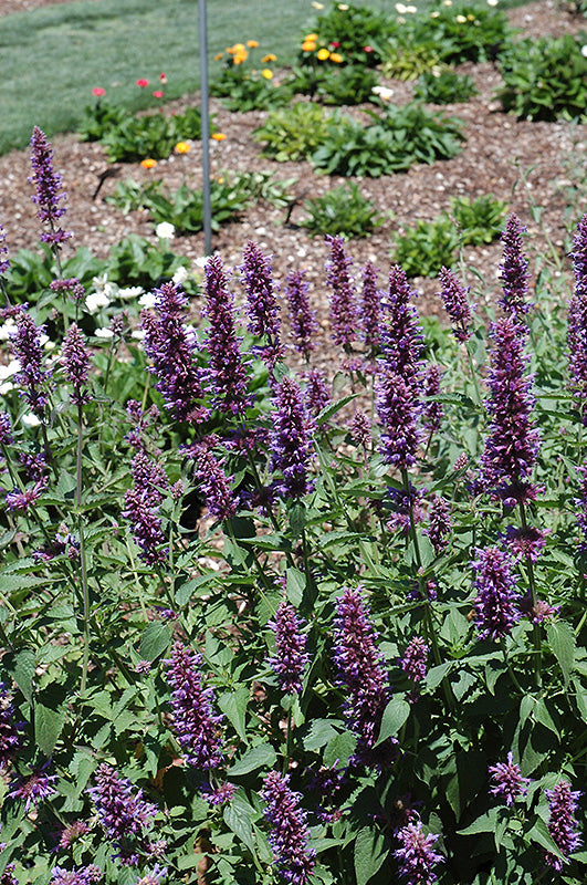 Agastache 'Blue Boa'