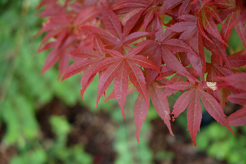 Acer palmatum 'Pixie'