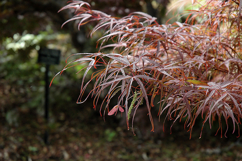 Acer palmatum 'Hubb's Red Willow'