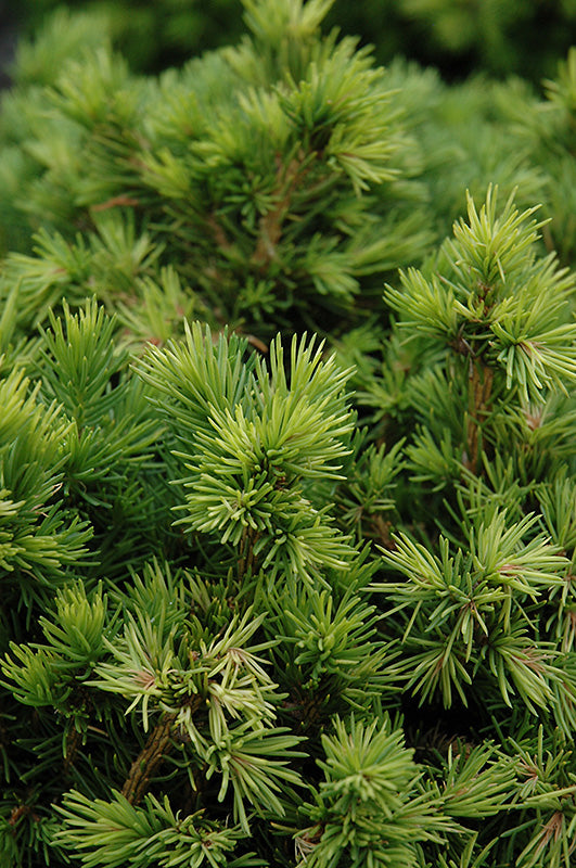 Picea abies 'Tompa'
