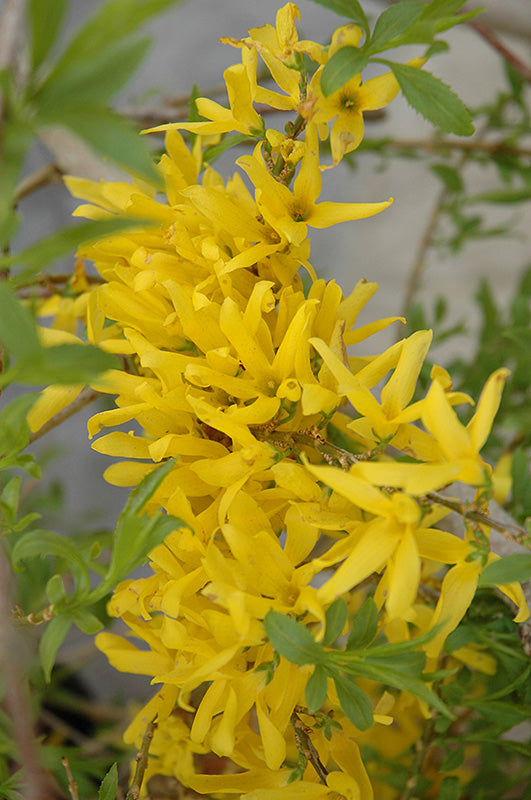 Forsythia x intermedia 'Gold Tide'