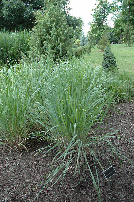 Sorghastrum nutans 'Indian Steel'