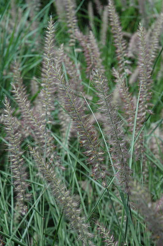 Pennisetum orientale 'Karley Rose'