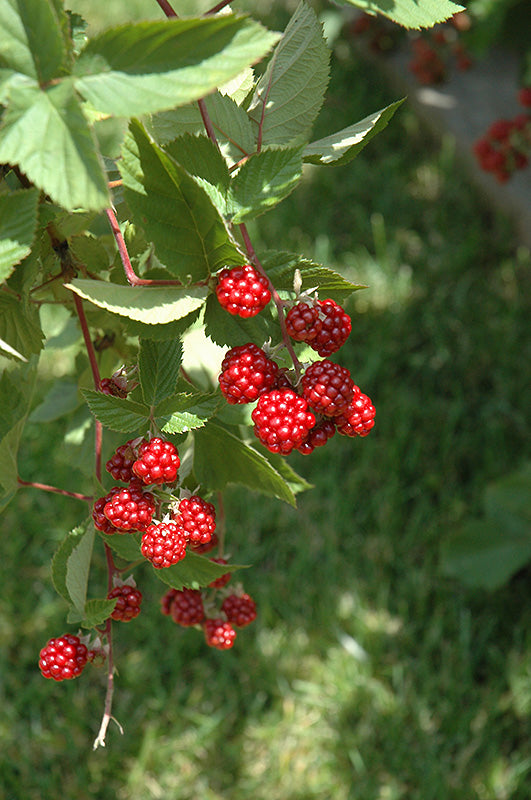 Raspberry - Rubus idaeus 'Heritage'