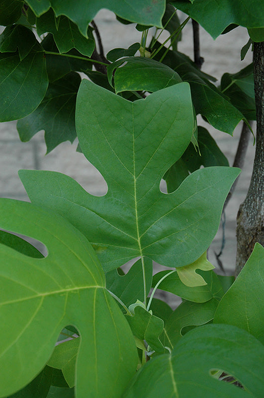 Liriodendron tulipifera fastigiatum