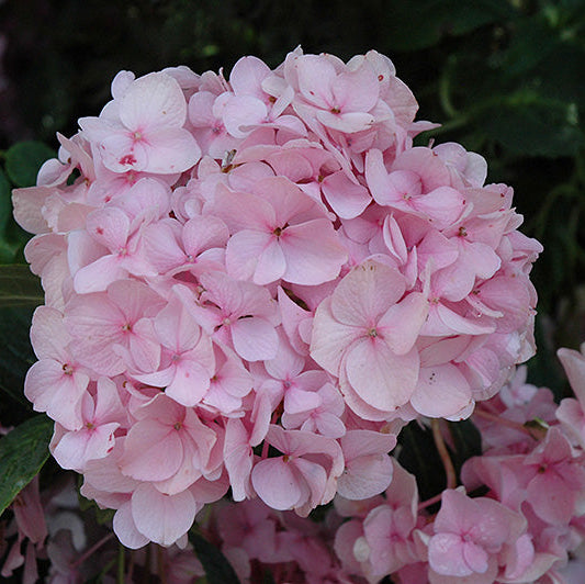 Hydrangea macrophylla 'All Summer Beauty'