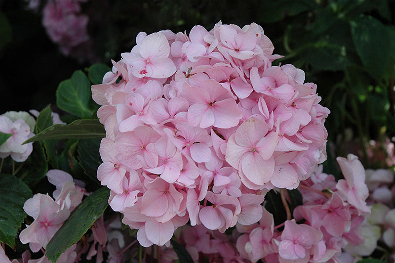 Hydrangea macrophylla 'All Summer Beauty'