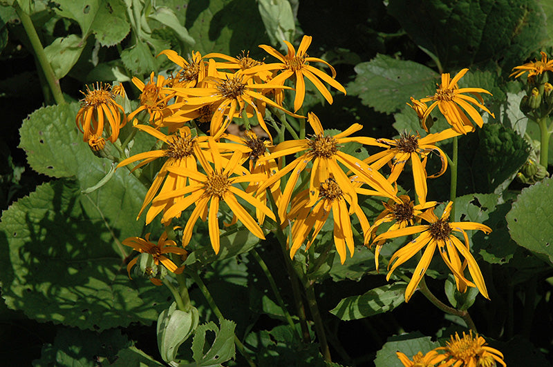 Ligularia 'Othello'