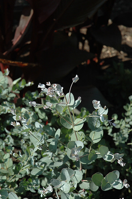 Eucalyptus gunnii