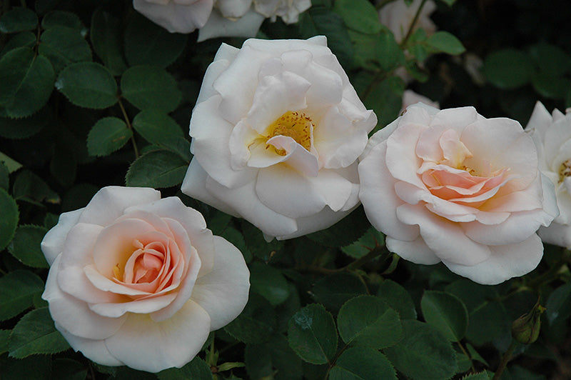 Rosa 'Pretty Lady'
