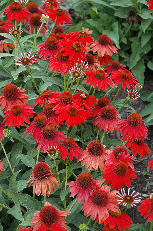 Echinacea Sombrero 'Salsa Red'