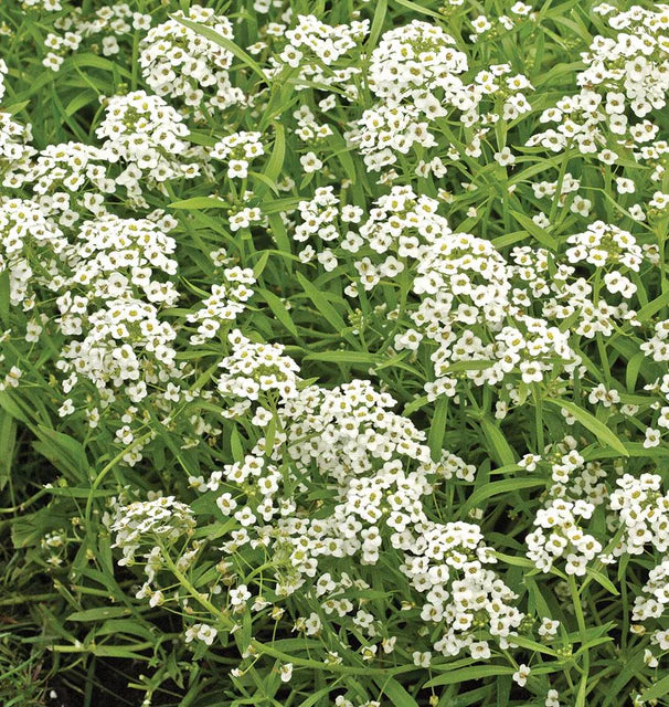 Cover Crops - Alyssum