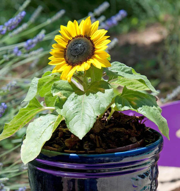 Sunflower - Suntastic