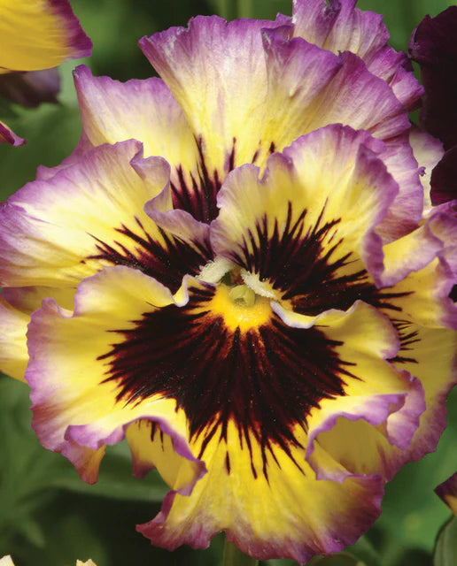 Pansies & Violas - 'Frizzle Sizzle Lemonberry'