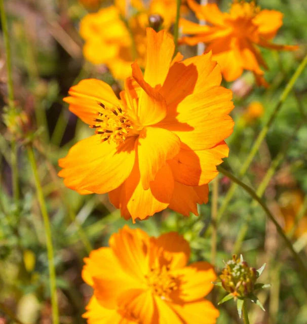 Cosmos - 'Bright Lights'(Sulphur)