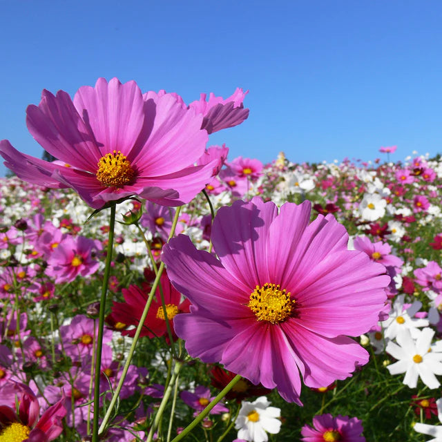 Cosmos - Mini Cosmos Blend