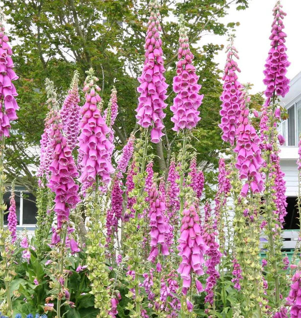 Foxglove - Purple Foxglove