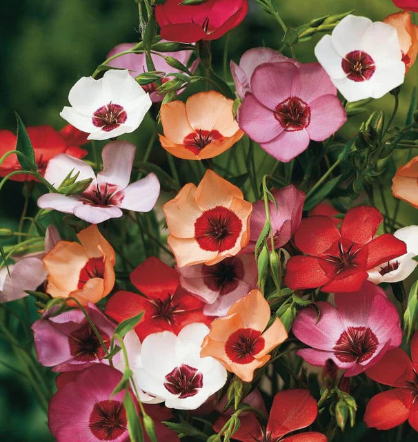 Linum - Charmer Extra Mix