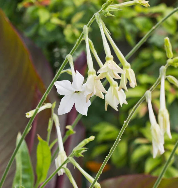 Nicotiana - Jasmine Tobacco