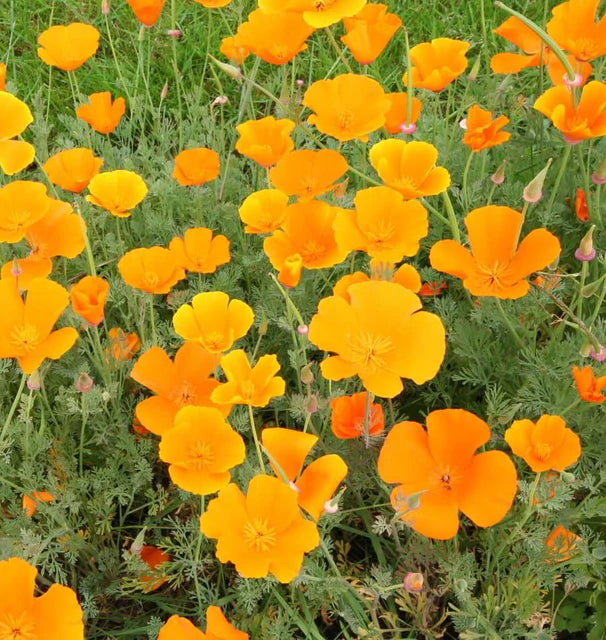 Poppies - California - California Orange