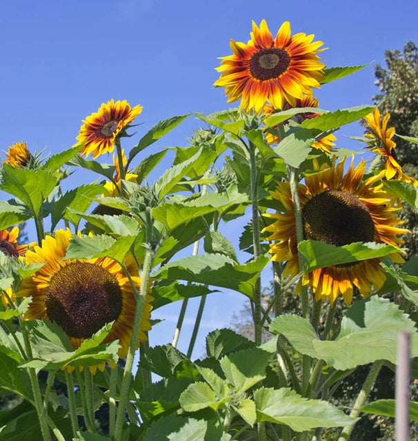 Sunflowers - Solar Power