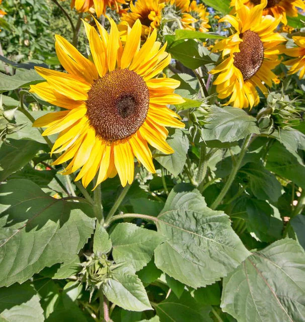 Sunflowers - Peredovik - Certified Organic